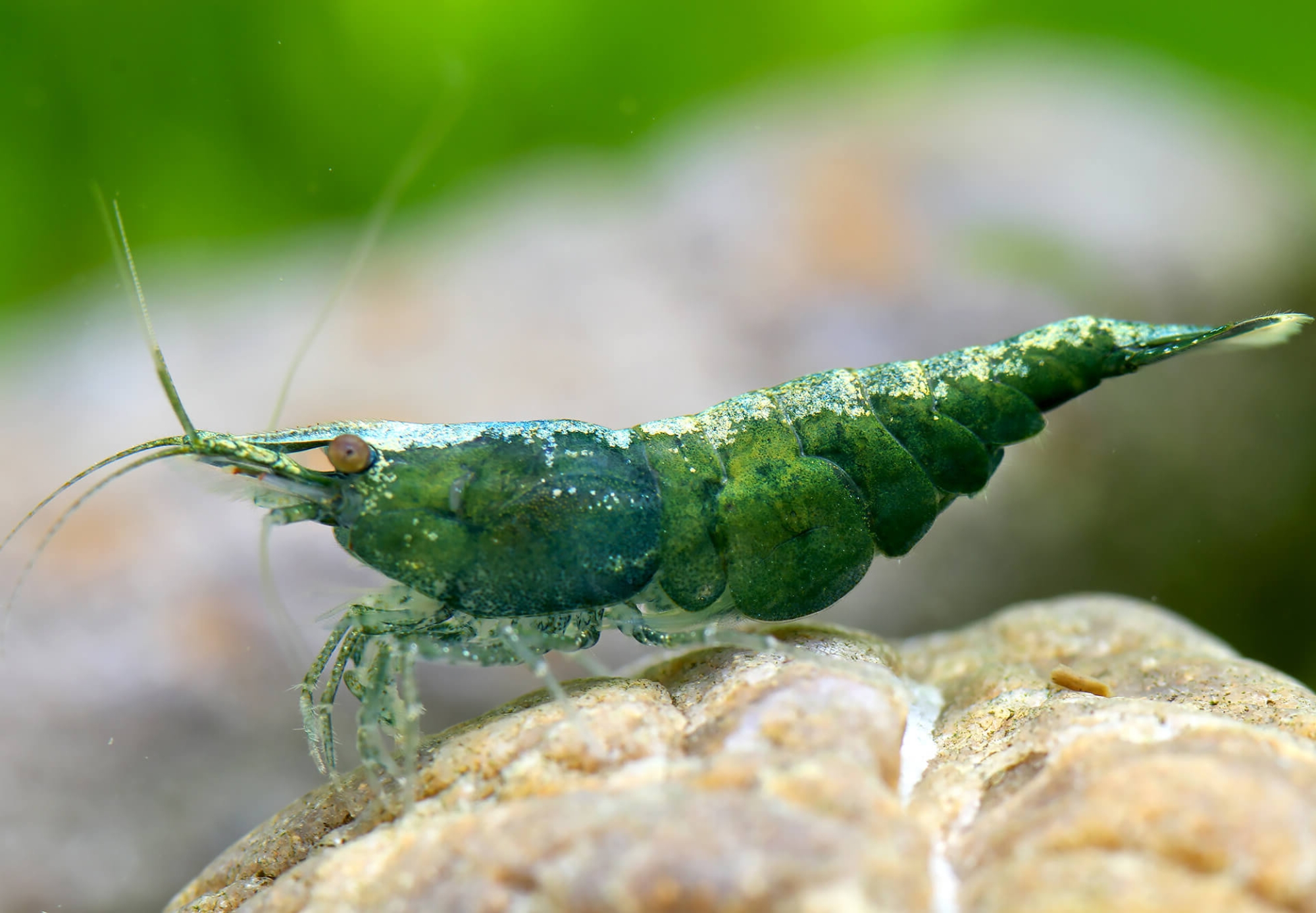 Green Jade Shrimp